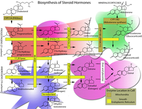 Cholesterol and Sex Hormones